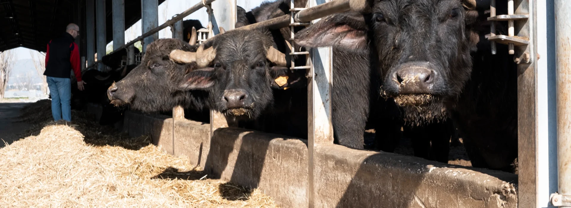 Antico Demanio Bufale